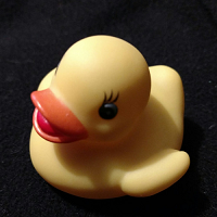 Ducky Toys bio photo